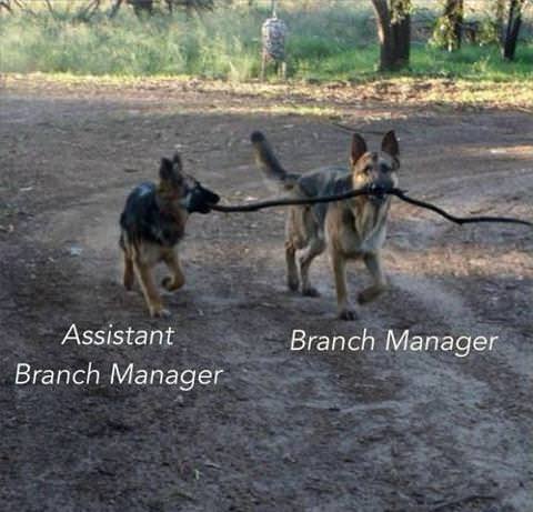 branch-manager