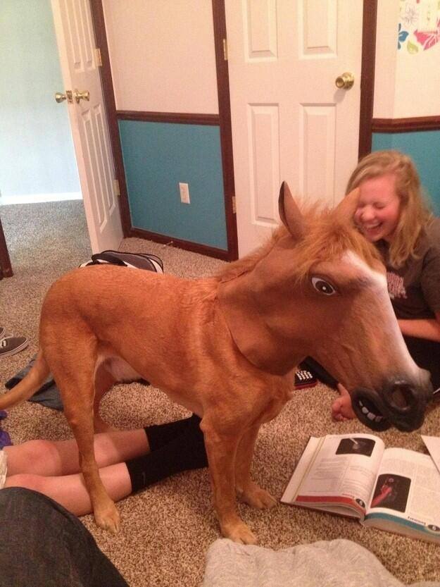 dog horse