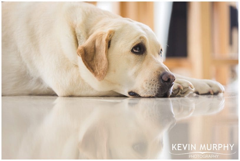 killarney park wedding photographer photo (10)