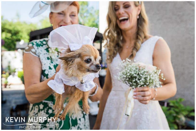 dog dress for wedding